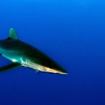 Shark Finning: Poaching the Tigers of the Seas